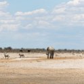 NAM OSHI Etosha 2016NOV27 101 : 2016, 2016 - African Adventures, Africa, Date, Etosha National Park, Month, Namibia, November, Oshikoto, Places, Southern, Trips, Year